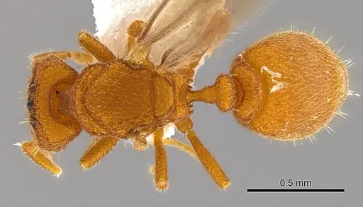 Rhopalothrix subspatulata - INBIOCRI002728337