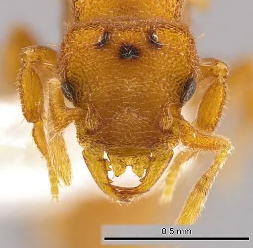 Rhopalothrix subspatulata - INBIOCRI002728337