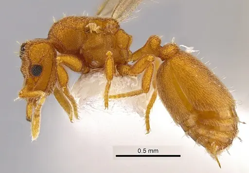Rhopalothrix subspatulata - INBIOCRI002728337