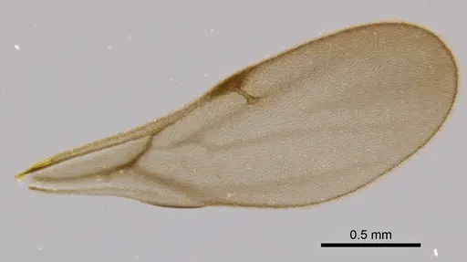Rhopalothrix subspatulata - INBIOCRI002728337
