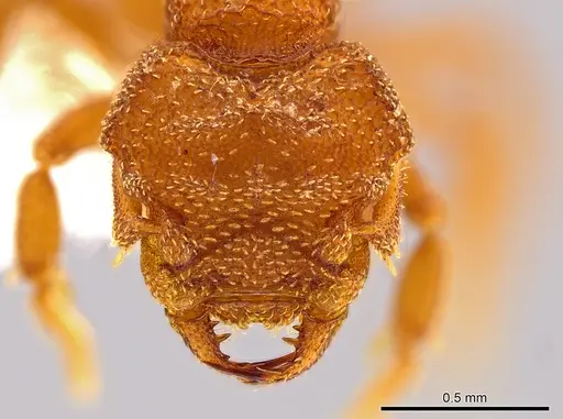 Rhopalothrix therion specimen