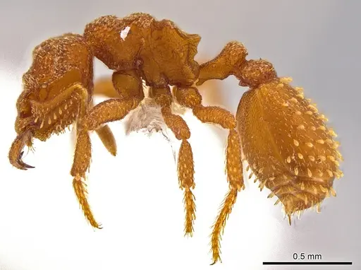 Rhopalothrix therion specimen