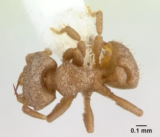 Rhopalothrix triumphalis specimen