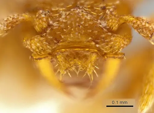 Rhopalothrix triumphalis specimen