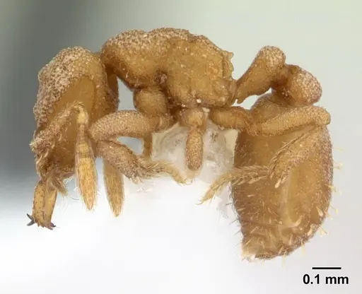 Rhopalothrix triumphalis - CASENT0601887