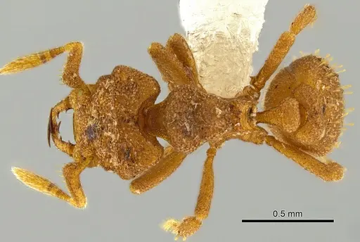 Rhopalothrix triumphalis - CASENT0602067