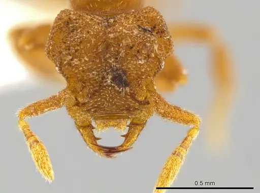 Rhopalothrix triumphalis - CASENT0602067