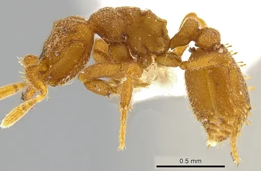 Rhopalothrix triumphalis - CASENT0602067