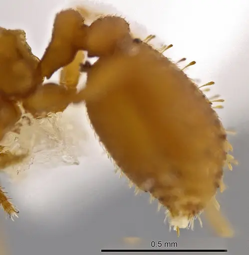 Rhopalothrix triumphalis - CASENT0602067