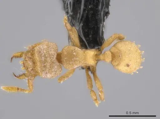 Rhopalothrix weberi specimen