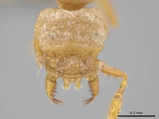 Rhopalothrix weberi specimen