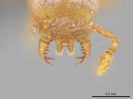 Rhopalothrix weberi specimen