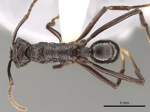 Rhytidoponera abdominalis specimen