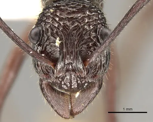 Rhytidoponera abdominalis specimen