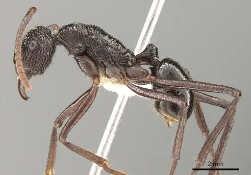 Rhytidoponera abdominalis specimen