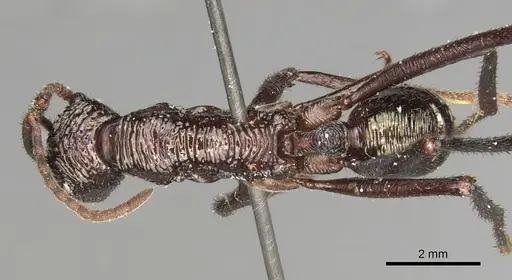 Rhytidoponera abdominalis - CASENT0281828