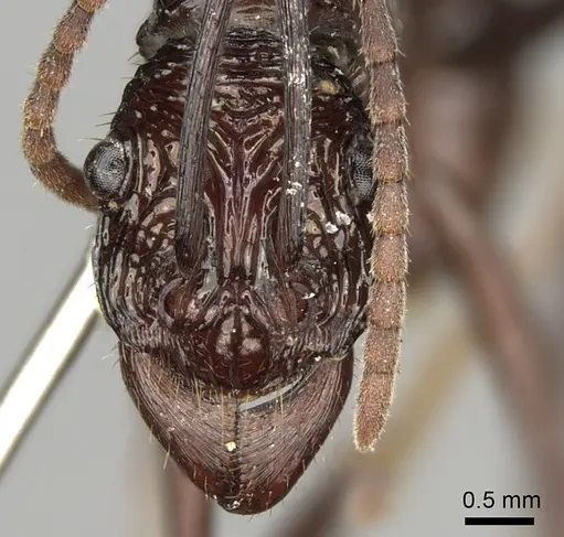 Rhytidoponera abdominalis - CASENT0281828