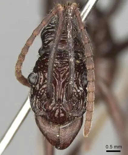 Rhytidoponera abdominalis - CASENT0281828