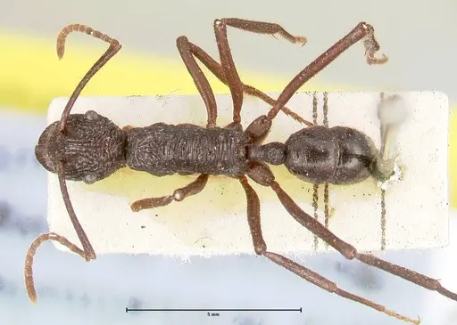 Rhytidoponera abdominalis - FOCOL0393