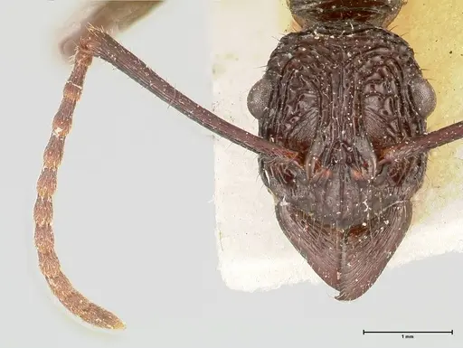 Rhytidoponera abdominalis - FOCOL0393