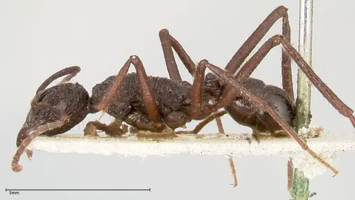 Rhytidoponera abdominalis - FOCOL0393