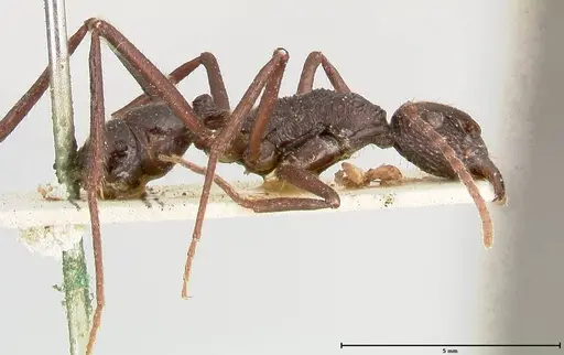 Rhytidoponera abdominalis - FOCOL0393