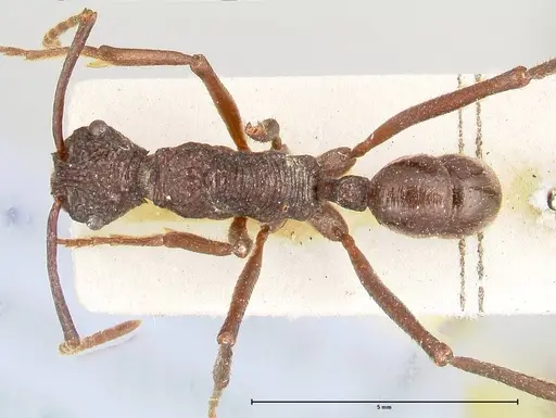 Rhytidoponera abdominalis - FOCOL0394