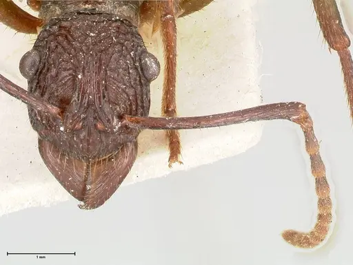 Rhytidoponera abdominalis - FOCOL0394