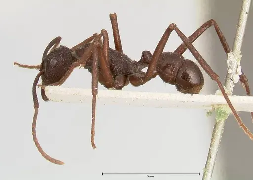 Rhytidoponera abdominalis - FOCOL0394
