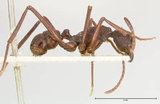 Rhytidoponera abdominalis - FOCOL0394