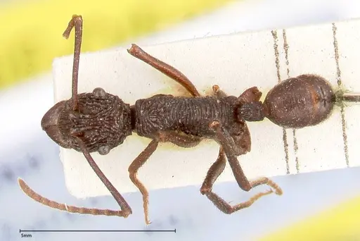 Rhytidoponera abdominalis - FOCOL0395