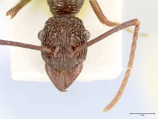 Rhytidoponera abdominalis - FOCOL0395