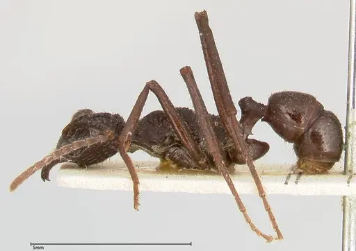 Rhytidoponera abdominalis - FOCOL0395