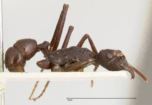 Rhytidoponera abdominalis - FOCOL0395