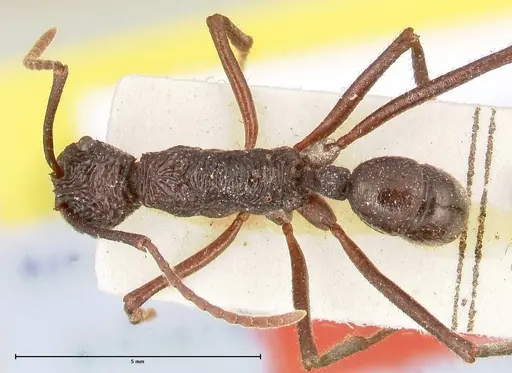 Rhytidoponera abdominalis - FOCOL0396