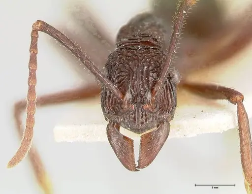 Rhytidoponera abdominalis - FOCOL0396