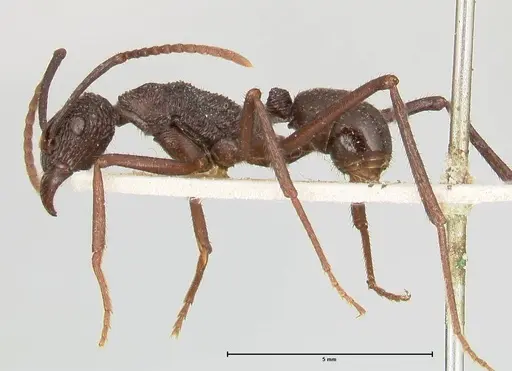 Rhytidoponera abdominalis - FOCOL0396