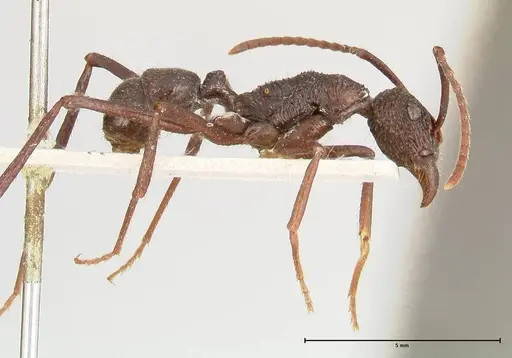 Rhytidoponera abdominalis - FOCOL0396
