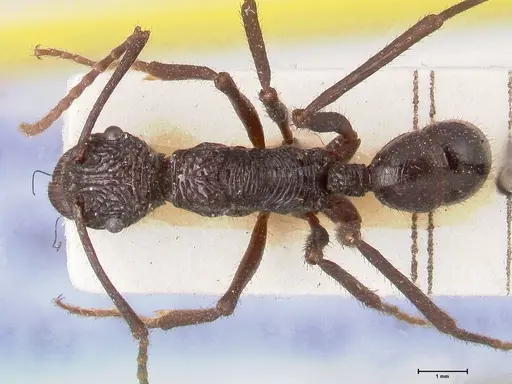 Rhytidoponera abdominalis - FOCOL0894