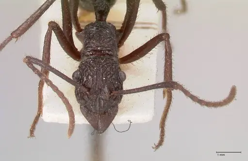 Rhytidoponera abdominalis - FOCOL0894