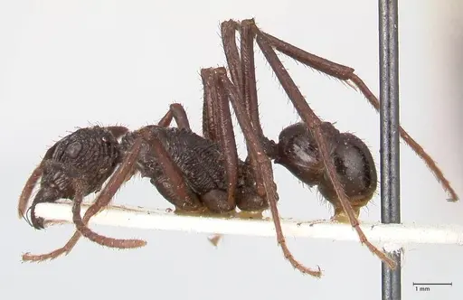 Rhytidoponera abdominalis - FOCOL0894