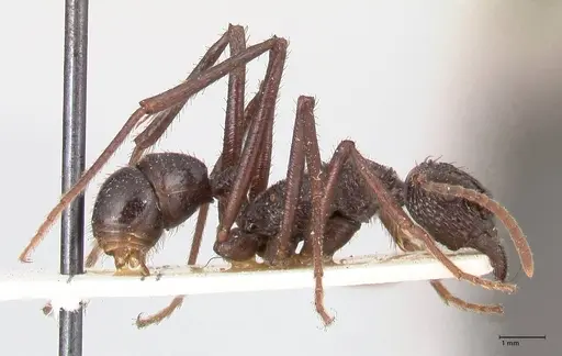 Rhytidoponera abdominalis - FOCOL0894