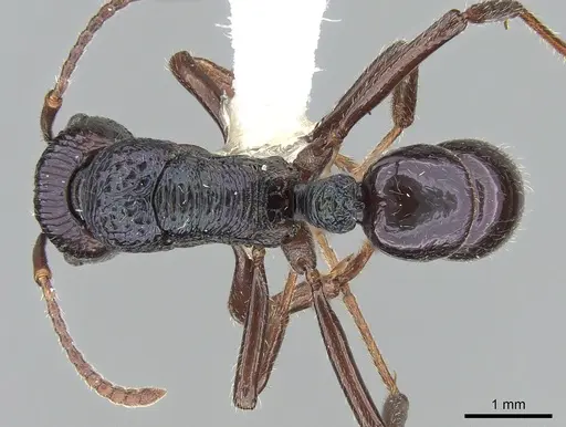 Rhytidoponera acanthoponeroides specimen