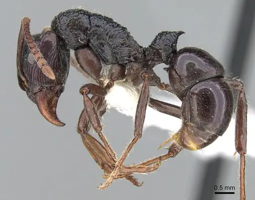 Rhytidoponera acanthoponeroides specimen