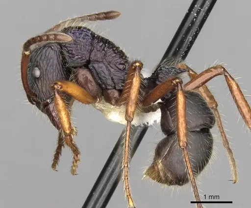 Rhytidoponera acanthoponeroides - CASENT0281829