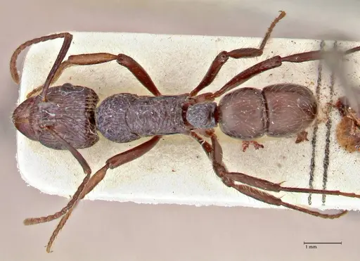 Rhytidoponera acanthoponeroides - FOCOL2890