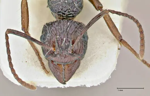 Rhytidoponera acanthoponeroides - FOCOL2890