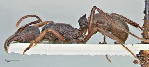 Rhytidoponera acanthoponeroides - FOCOL2890