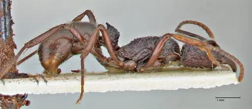 Rhytidoponera acanthoponeroides - FOCOL2890