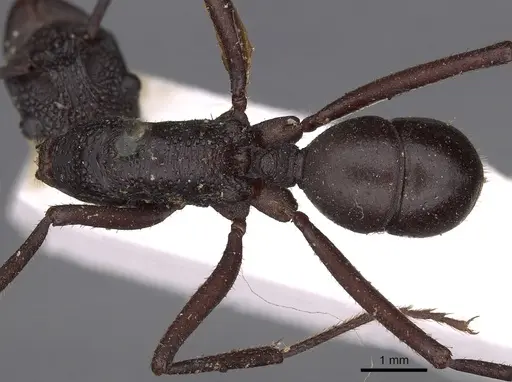 Rhytidoponera aciculata specimen
